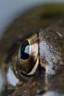 Common frog (Rana temporaria) adult amphibian on the water surface of a garden pond close up of its