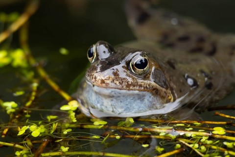 Common frog (Rana temporaria) adult amphibian croaking or calling on the water surface of a garden