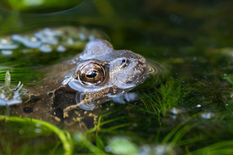 Common frog (Rana temporaria) adult amphibian on the water surface of a garden pond amongst pond