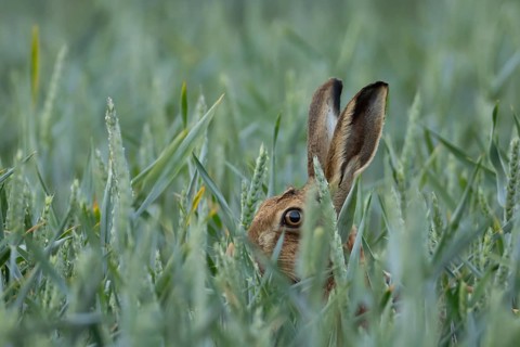 European brown hare (Lepus europaeus) adult animal in a farmland wheat crop field in summer,