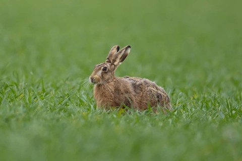 European brown hare (Lepus europaeus) adult animal feeding in a farmland cereal crop field in