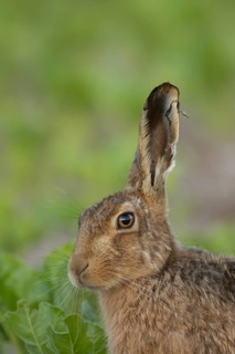 European brown hare (Lepus europaeus) adult animal in a arable farm sugar beet crop field in
