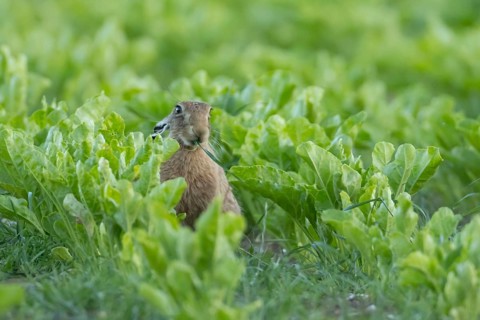 European brown hare (Lepus europaeus) adult animal feeding in an arable farm sugar beet crop field