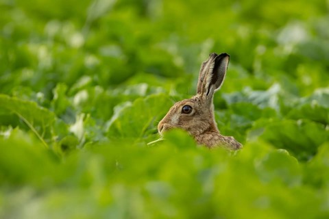European brown hare (Lepus europaeus) adult animal in a arable farm sugar beet crop field in