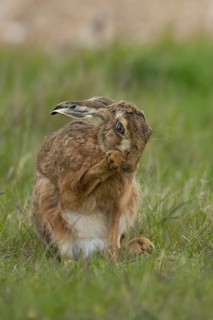 European brown hare (Lepus europaeus) adult animal washing its foot in a farmland field in
