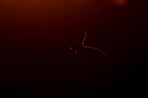 European brown hare (Lepus europaeus) silhouette of an adult animal backlit at sunset, England,
