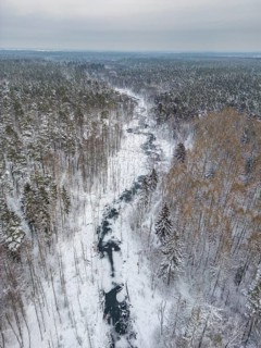 Aerial view, drone photo: Landscape covered by snow with fallen trees on the Briese river in the