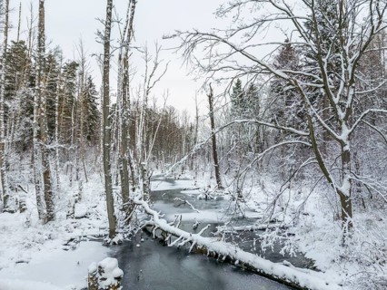 Aerial view, drone photo: Landscape covered by snow with fallen tree trunk on the Briese river in