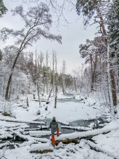 Aerial view, drone photo: Man hiking standing in the snow on a fallen tree trunk on the Briese
