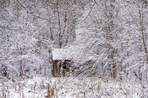 Abandoned wooden hut in snow-covered forest landscape in winter, Briesetal, Barnim nature park