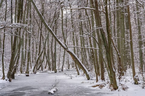 Landscape covered by snow on the Briese river in the forest in winter, landscape dammed by beavers,