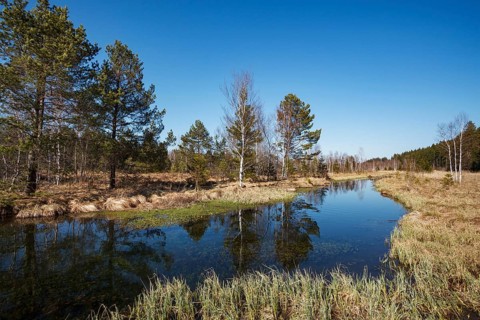 Ellbach im Ellbachmoor, high moor with pines and birches, Bad Tölz, Upper Bavaria, Germany