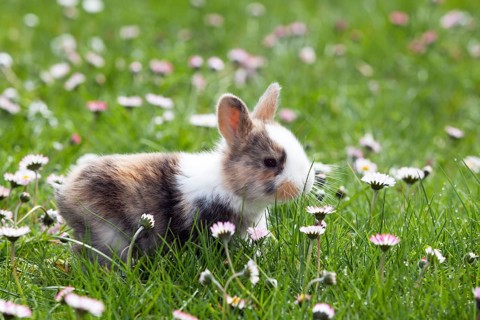 Rabbit (Oryctolagus cuniculus), on a flower meadow in the garden, daisy (Bellis perennis), Upper