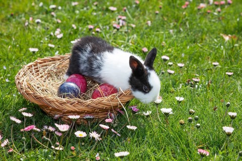 Rabbit (Oryctolagus cuniculus) in Easter nest on flower meadow in the garden, daisy (Bellis