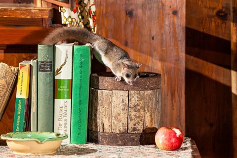 Dormouse (Glis glis), in garden shed, hut, Upper Bavaria, Germany