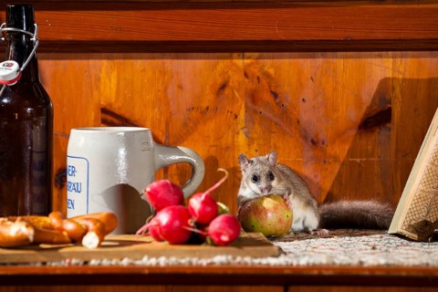 Dormouse (Glis glis), having a snack in a garden shed, hut, Upper Bavaria, Germany