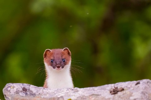 Båtsfjord, Troms, Norway, A curious stoat (Mustela erminea) looks over a stone wall against a