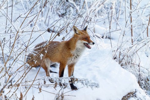 Red fox (Vulpes vulpes), in winter, Upper Bavaria, Germany