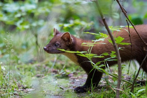 Pine marten (Martes martes), Bavaria, Germany, Europe, captive