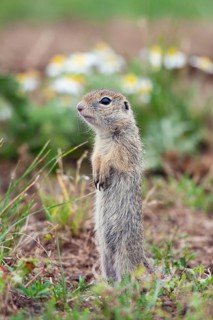 Young male ground squirrel (Spermophilus citellus), eastern Slovakia