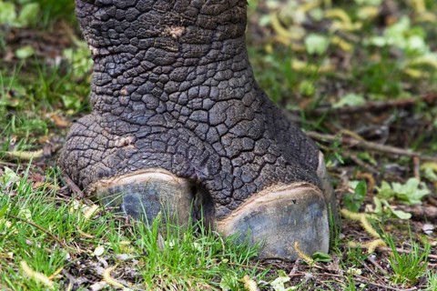 One-toed rhinoceros (Rhinoceros unicornis), odd-toed ungulate, foot, three toes, India, zoo,