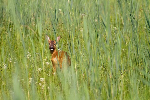 Roe deer in meadow (Capreolus capreolus), Upper Bavaria, Germany