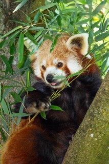 Red panda (Ailurus fulgens), cat bear, eats bamboo, China, zoo