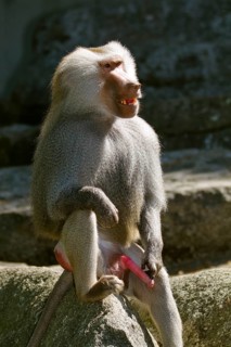 Mantled baboon (Papio hamadryas), male, zoo, Ethiopia