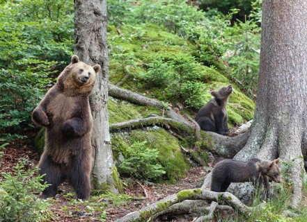 Brown bear (Ursus arctos), bear with cubs, mother, female, Bavarian Forest National Park, Lower