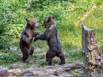 Young brown bears (Ursus arctos), playing, Bavarian Forest National Park, Lower Bavaria, Germany,