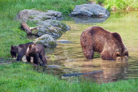 Brown bears (Ursus arctos), female bear with cubs, Bavarian Forest National Park, Lower Bavaria,