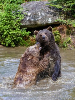 Brown bears (Ursus arctos), fighting in the water, Bavarian Forest National Park, Lower Bavaria,