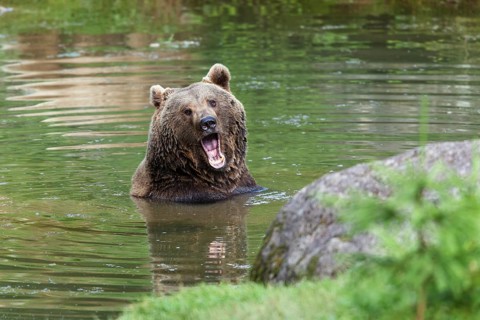 Brown bear (Ursus arctos), in the water, Bavarian Forest National Park, Bavaria, Germany, captive
