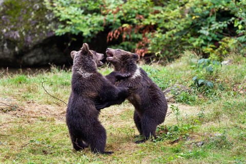 Young brown bears playing (Ursus arctos), Bavarian Forest National Park, Lower Bavaria, Germany,
