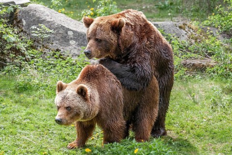 Brown bears (Ursus arctos), mating, Europe, zoo, captive