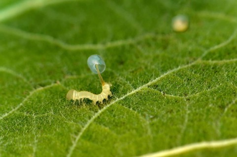 Newly hatched caterpillar of the death's head hawkmoth (Acherontia atropos) trying to leave the