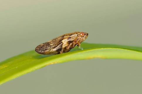 Alder foam cicada (Aphrophora alni), Valais, Switzerland