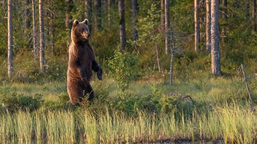 An upright brown bear (Ursus arctos) in a dense forest, surrounded by green vegetation in the