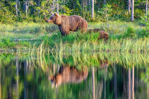 A brown bear (Ursus arctos) stands on the shore of a quiet forest lake, reflected in the clear