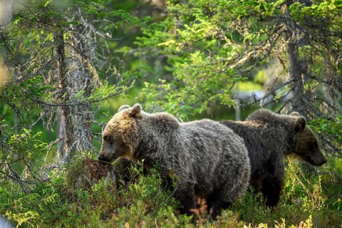 Two brown bears (Ursus arctos) explore the lush green undergrowth together, Karelia, Lapland,