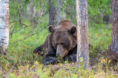 Resting brown bear (Ursus arctos) between the trees in the forest, Karelia, Lapland, Finland