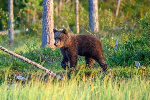 Young brown bear (Ursus arctos) walking in a forest clearing, Karelia, Lapland, Finland