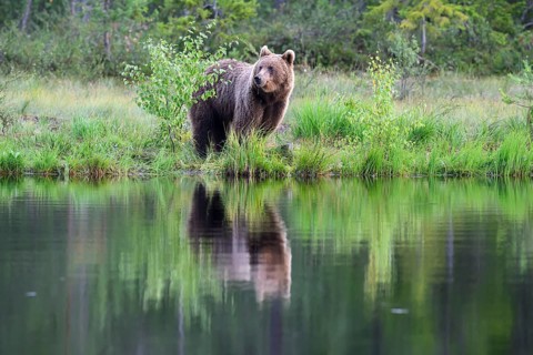 Brown bear (Ursus arctos) on the lakeshore with its reflection in the calm water, Karelia, Lapland,