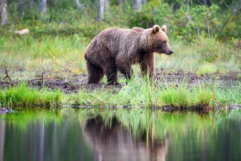 Brown bear (Ursus arctos) standing on a quiet lakeshore in the forest, Karelia, Lapland, Finland