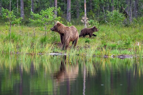Two brown bears (Ursus arctos) at the edge of the forest, their reflections visible in the water,