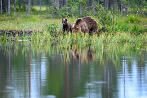 A brown bear (Ursus arctos) and its cub on the shore of a pond, surrounded by reeds, Karelia,