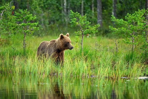 A brown bear (Ursus arctos) stands in the green forest by the water, surrounded by grass and trees,
