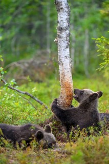 A bear cub (Ursus arctos) curiously examines a tree while another lies next to it, Karelia,