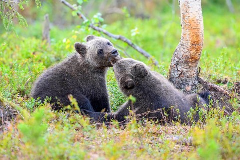 Two playing bear cubs (Ursus arctos) interacting happily in the green forest, Karelia, Lapland,