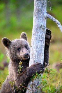 A bear cub (Ursus arctos) curiously clutches a tree trunk in the forest, Karelia, Lapland, Finland